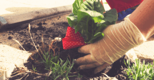 someone getting out a plant from the ground