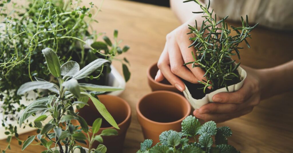 taking care of plants