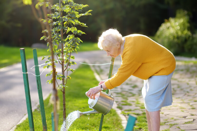 a senior woman volunteer waters a tree in a park