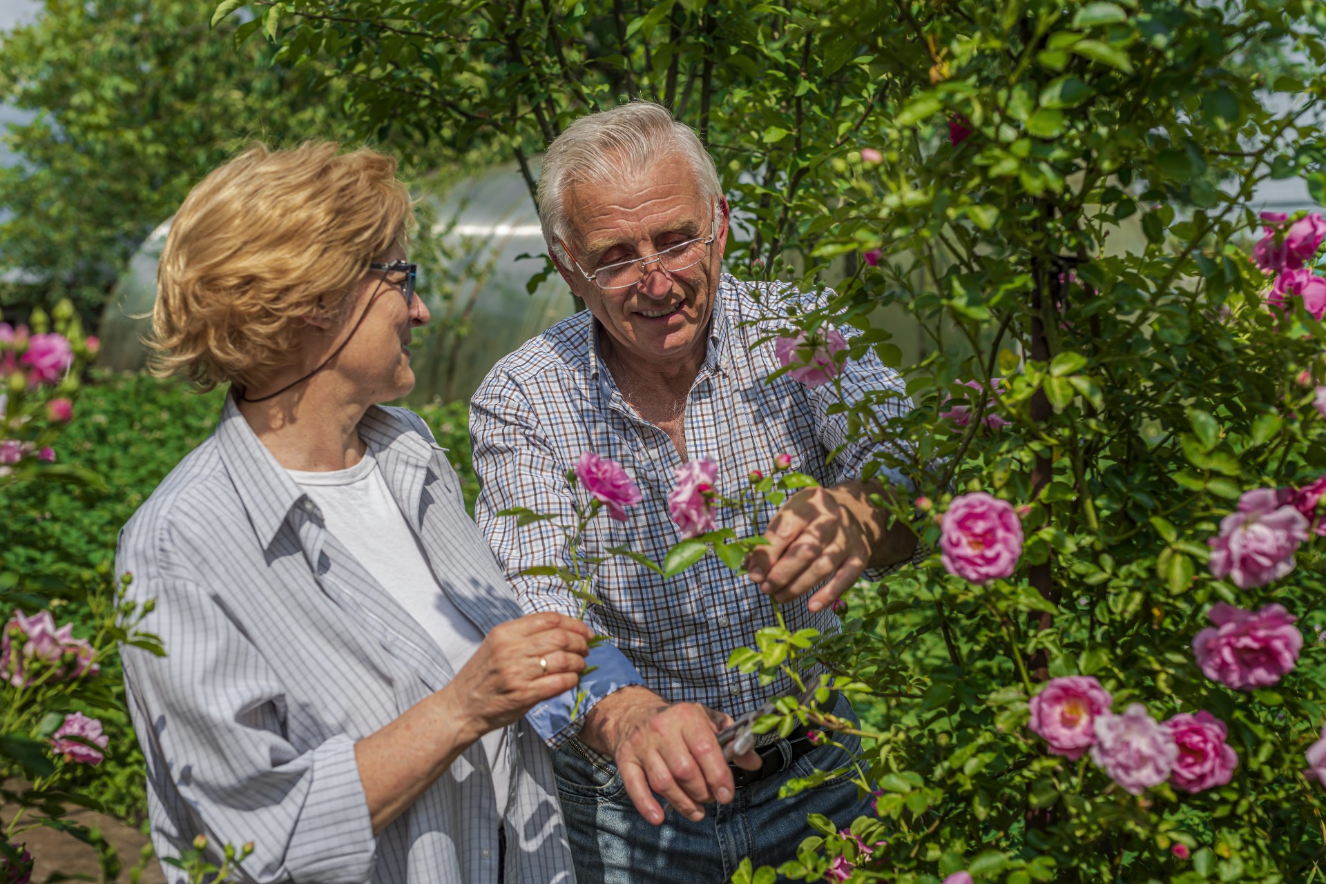 Happy senior couple picking roses on a sunny day